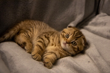 Cute scotish kitty on gray background