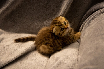 Cute scotish kitty on gray background