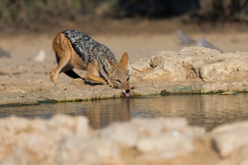 Black-backed jackal (Lupulella mesomelas)  (Canis mesomelas) drinking water at a waterhole in Kgalagadi national park, South Africa