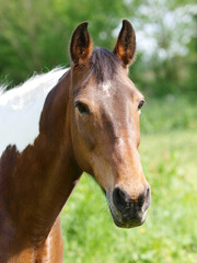 Obraz premium Pretty Horse Headshot