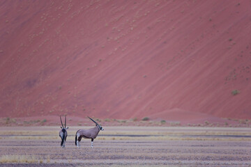Gemsbok or gemsbuck (Oryx gazella), Namib desert, Namibia,  Africa
