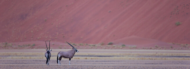 Oryx Desierto Namib Namibia Africa