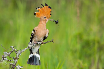 Eurasian hoopoe, upupa epops, holding bug in beak in spring nature. Brown feathered animal sitting on mossed twig. Bird with striped crest looking on bush with copy space. © WildMedia