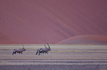 Gemsbok or gemsbuck (Oryx gazella), Namib desert, Namibia,  Africa