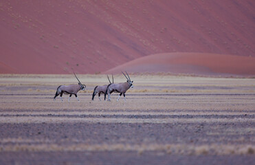 Oryx Desierto Namib Namibia Africa