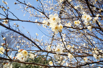 Frühling