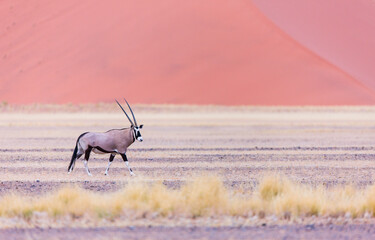 Gemsbok or gemsbuck (Oryx gazella), Namib desert, Namibia,  Africa