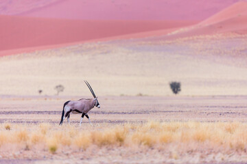 Gemsbok or gemsbuck (Oryx gazella), Namib desert, Namibia,  Africa