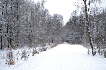 Nice view in cold winter forest with snow and snow-covered trees
