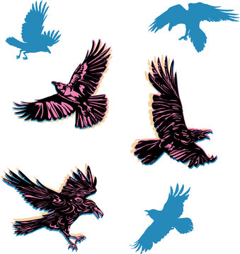 crow, raven, flying, vector, silhouette, image, color