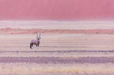 Fototapeta premium Gemsbok or gemsbuck (Oryx gazella), Namib desert, Namibia, Africa
