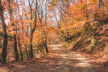 山道に咲く綺麗な紅葉の木々