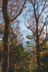 木々の間から見える富士山