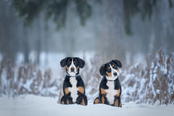 dog entlebucher in winter Park