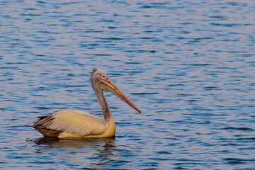 Pelican calmly cruising in the lake