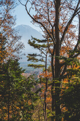 Obraz premium 木々の間から見える富士山