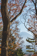 木々の間から見える富士山