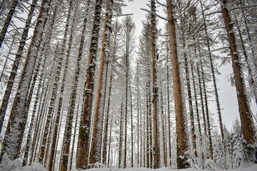 Schnee