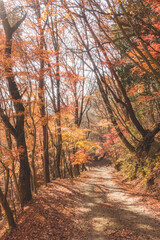 Obraz premium 山道に咲く綺麗な紅葉の木々