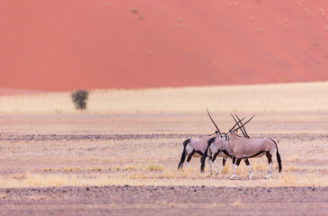 Gemsbok or gemsbuck (Oryx gazella), Namib desert, Namibia,  Africa