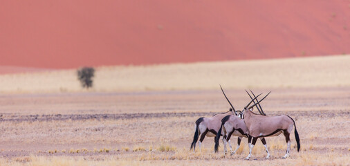 Oryx Desierto Namib Namibia Africa