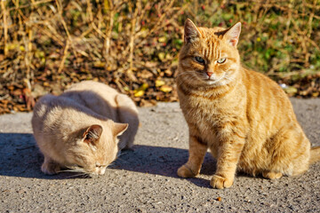 Two stray cats eat dry food on asphalt in the fall on a sunny day