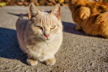 Naklejka na ściany i meble Two stray cats eat dry food on asphalt in the fall on a sunny day