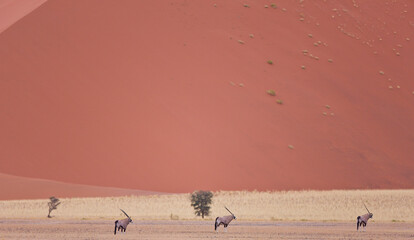 Obraz na płótnie Canvas Oryx Desierto Namib Namibia Africa