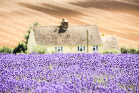 Cotswold Cottage Overlooking The Lavender Fields At Snowshill