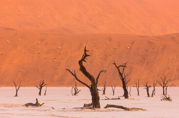Deadvlei, Sossus Vlei, Desierto Namib, Namibia,  Africa