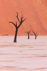 Deadvlei, Sossus Vlei, Desierto Namib, Namibia,  Africa