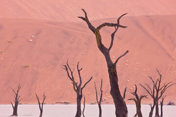 Valle Muerte Sossus Vlei Desierto Namib Namibia Africa