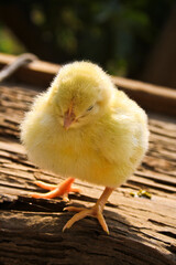 baby chicken