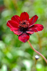 Obraz premium Schokoladen-Kosmee Cosmos atrosanguineus Blume Blüte rot Vanille Duft Blütenblätter Staubgefäße Stengel Garten beliebt Farbe intensiv Korbblütler Asteraceae Zartbitter Schönheit Zierpflanze Botanik 