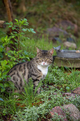 Handsome Grey White Tiger Cat