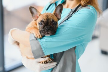 medicine, pet care and people concept - close up of french bulldog dog and veterinarian doctor hand...