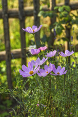 Delicate Pink Cosmea Flowers In Sunlight