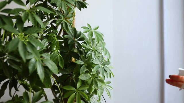 Slow motion of woman hand using a spray bottle watering houseplants Schefflera plant care concept at home, gardener spraying a water on houseplants in flower pots