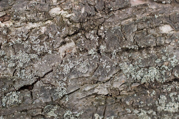 dry tree bark as a natural background and place for text
