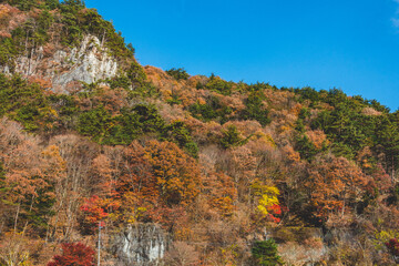 綺麗な紅葉に染まった山
