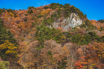 Fototapeta na wymiar 綺麗な紅葉に染まった山