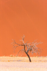 Dune 45,  Namib desert,  Namib Naukluft National Park, Namibia, Africa