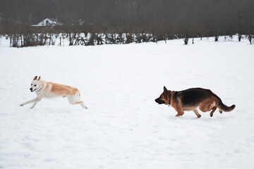Naklejka premium Active games with two friendly dogs in fresh air. German Shepherd black and red and white half breed shepherd run on snowy field in winter and play catch up.