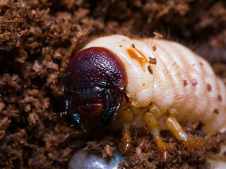 장수풍뎅이 애벌레 