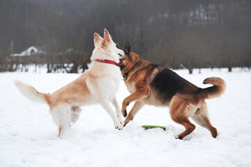 Active walk with two dogs in snow. Black and tan German Shepherd and white half breed shepherd stand in nature in snowy forest and sniff each other before starting to play and run.