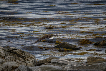Sea eagle on island Værøy in north Norway