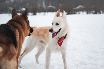 Plakat Active walk with two dogs in snow. Black and tan German Shepherd and white half breed shepherd stand in nature in snowy forest and sniff each other before starting to play and run.