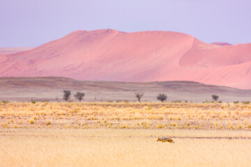Fototapeta na wymiar CHACAL, Desierto Namib Namibia Africa