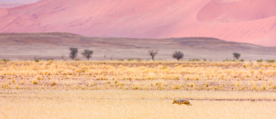 Fototapeta na wymiar CHACAL, Desierto Namib Namibia Africa
