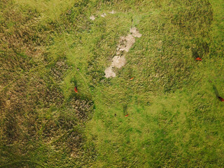top-down view of aerial shot over the wild cows